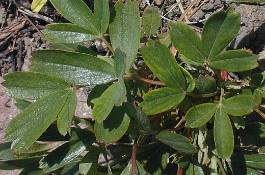 Trifoliate Leaves