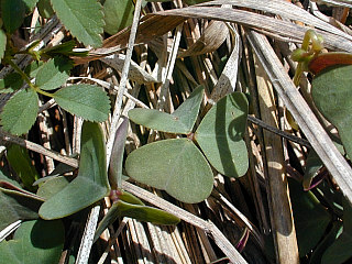 Close-Up of Leaves