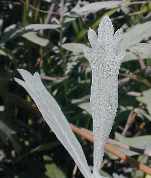 Close-Up of Lower Leaves