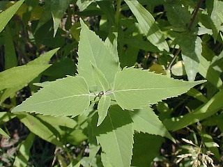 Foliage of Wild Bergamot