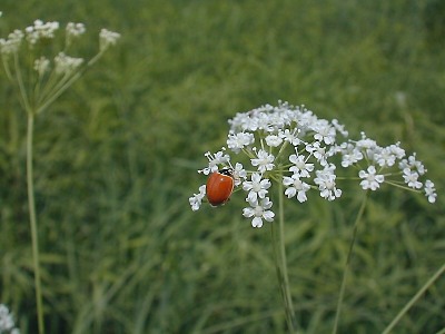 Umbellets with Ladybird Beetle