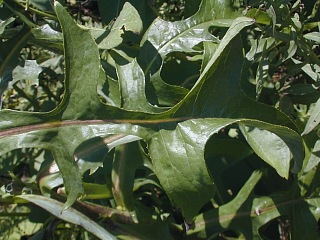 Close-Up of Lower Leaf
