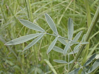 Close-Up of Compound Leaf
