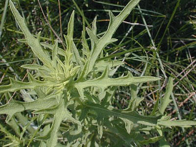 Foliage of Western Ragweed