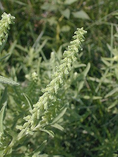 Close-Up of Inflorescence