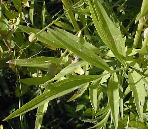 Close-Up of Compound Leaf