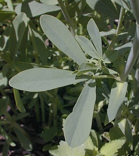 Close-up of Trifoliate Leaf