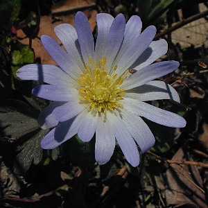 Close-up of Flower