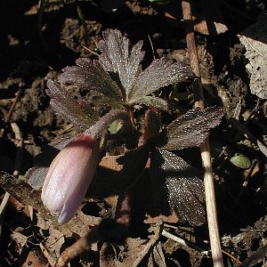 Flower Bud & Young Foliage