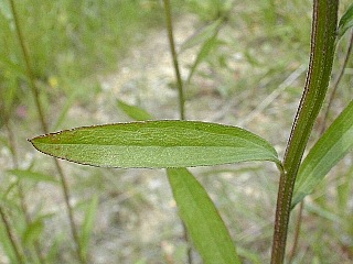 Close-Up of Middle Leaf & Stem