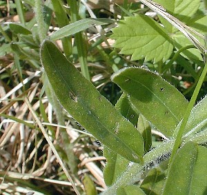 Close-Up of Stem and Leaves