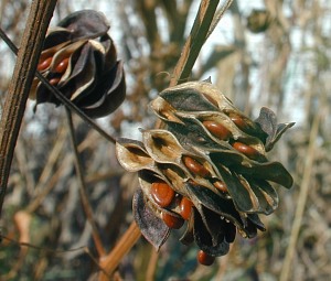 Close-Up of Seedpods
