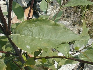 Close-up of Leaf