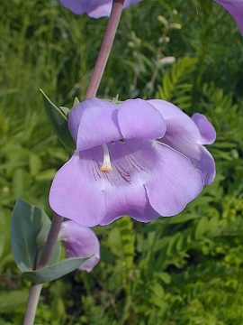 Close-Up of Flower