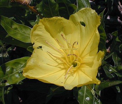 Close-up of Flower