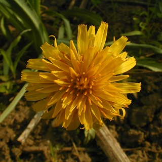 Close-up of Flowerhead