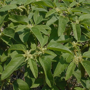 Foliage of Prairie Tea