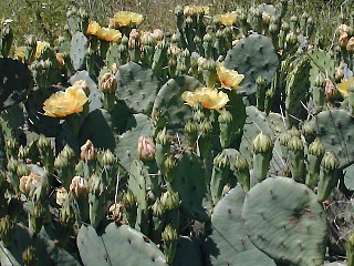 Colony of Prickly Pear