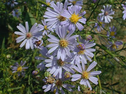 Close-up of Flowerheads