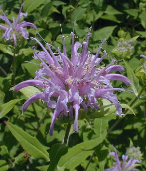 Close-Up of Flower