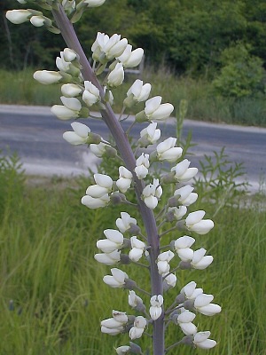Close-Up of Inflorescence
