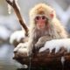 albino-monkey.net travel archives